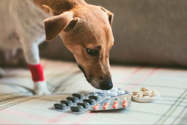 Le chien renifle les pilules