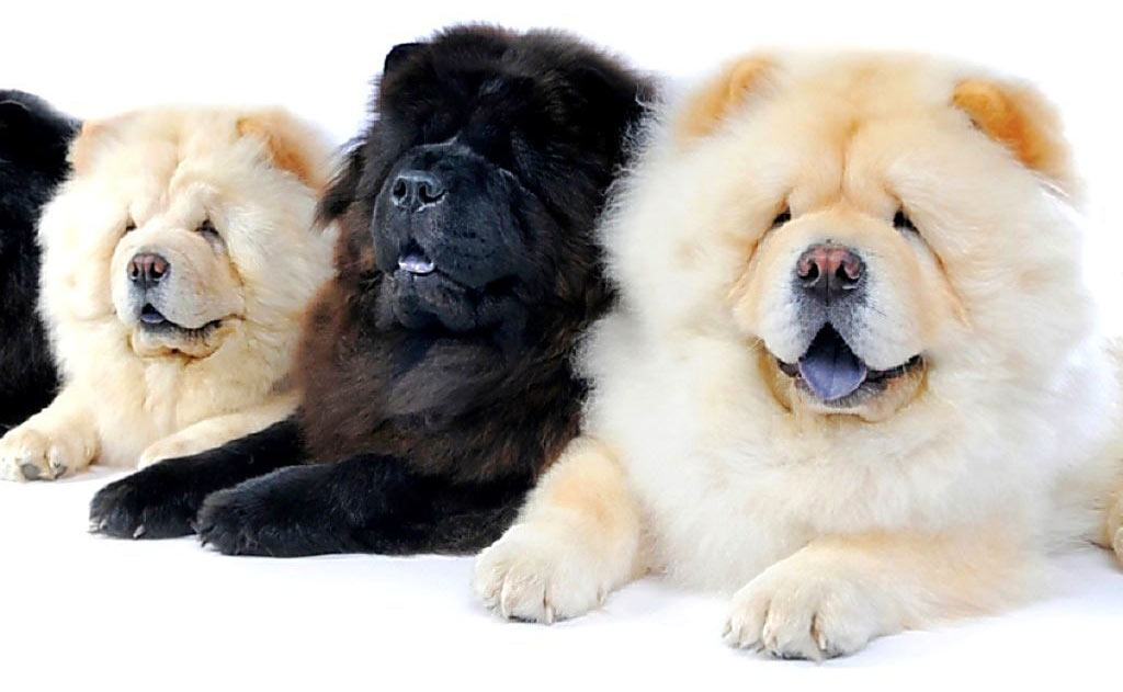 race Chow-Chow