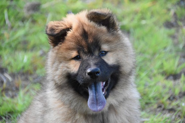 race de chien à langue violette 3 Chow-chow