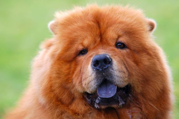 race de chien à langue violette Un chien à la langue violette