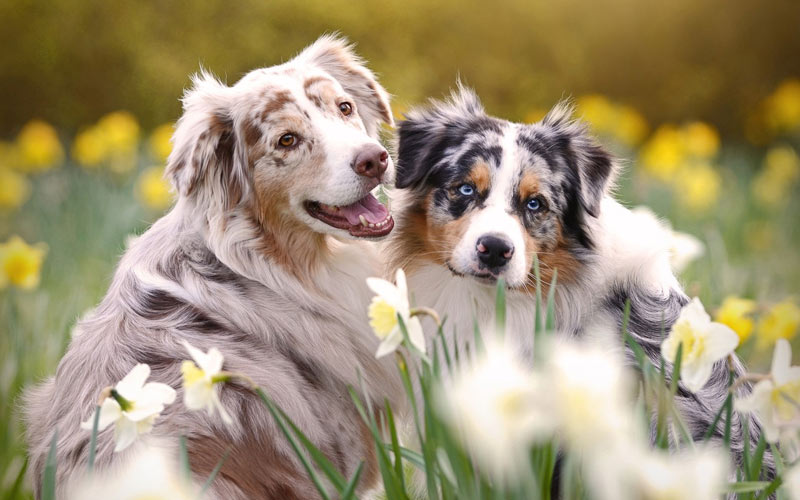 Les chiennes en chaleur : questions clés et complications possibles