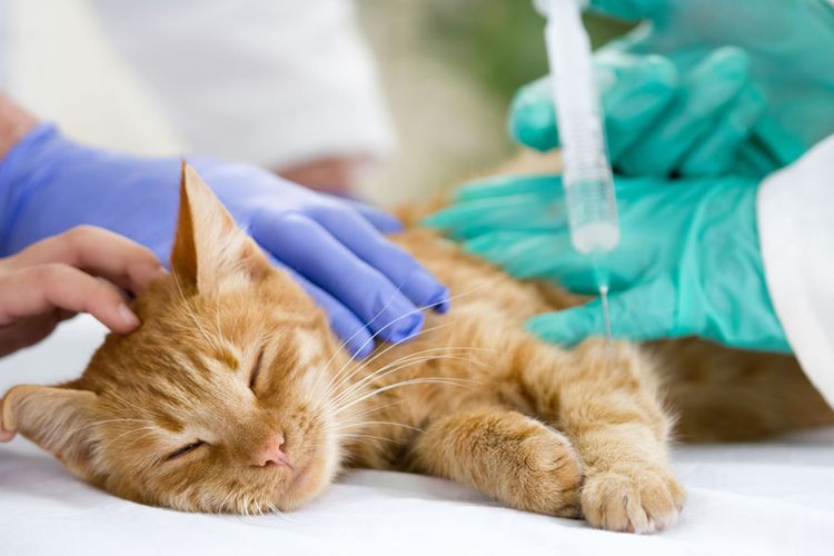 Euthanasie d'un chat dans une clinique
