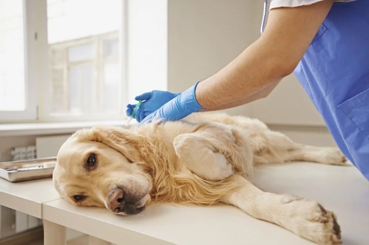 Euthanasie d'un chien en clinique