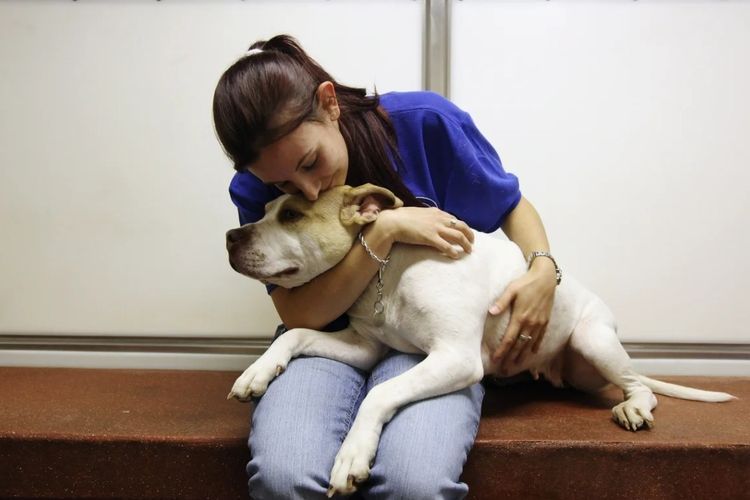Le chien est euthanasié à la clinique