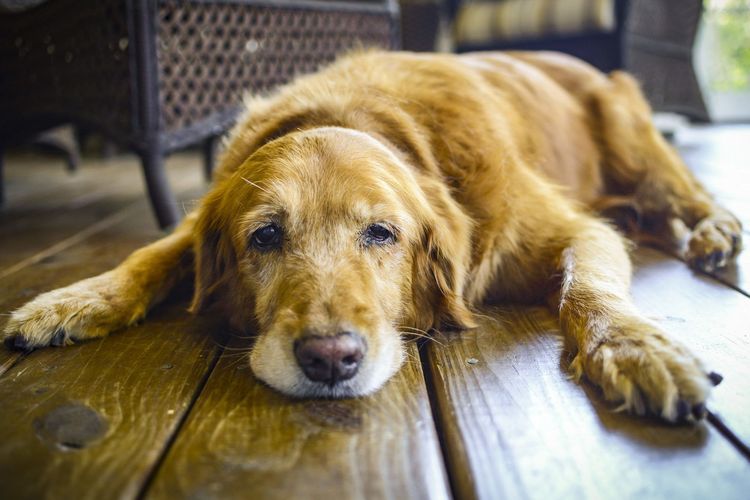 Euthanasie des chiens