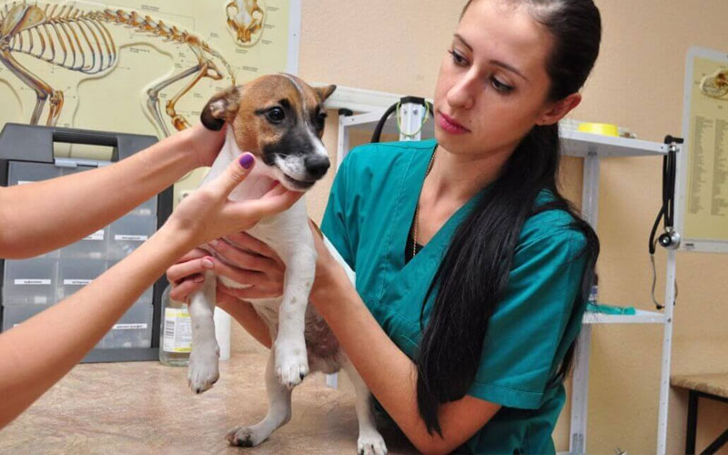 Torsion gastrique chez le chien : symptômes, traitement, prévention