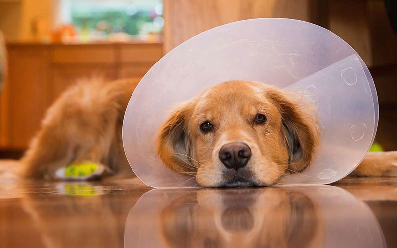 Torsion gastrique chez le chien : chirurgie et période postopératoire