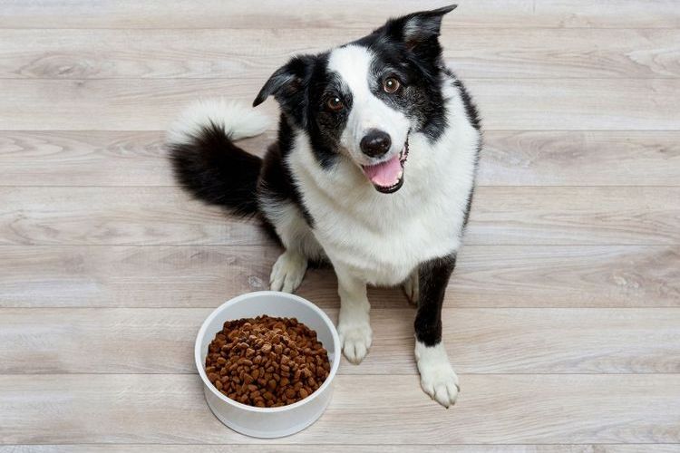 Un chien devant une gamelle de croquettes