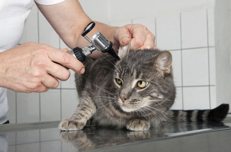 L'oreille du chat est en cours d'examen.