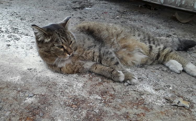Le chat est couché dans la poussière