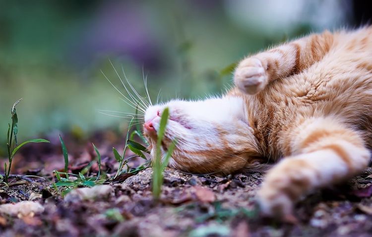 Le chat se roule dans la poussière
