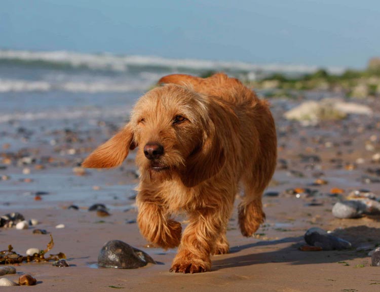 Basset rouge fauve de Bretagne