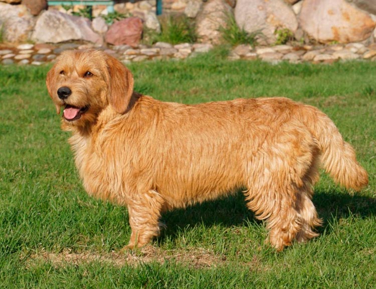 Race Basset Rouge Fauve de Bretagne