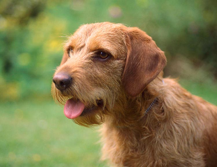 Chien Basset roux fauve de Bretagne