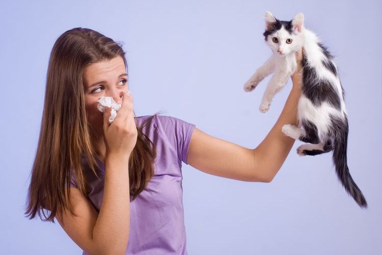 Allergie aux chats