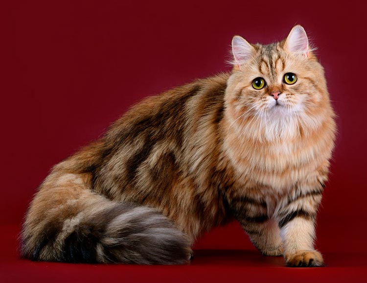 Détroit des Highlands