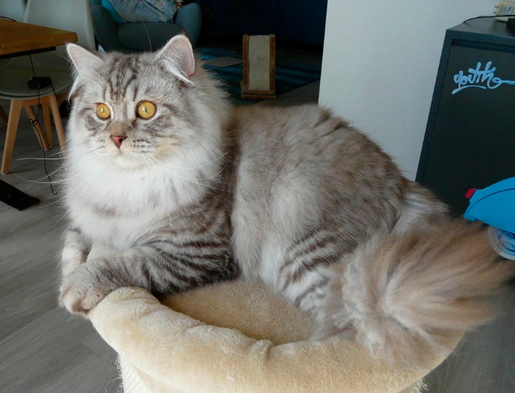 Race de chat Highland Straight