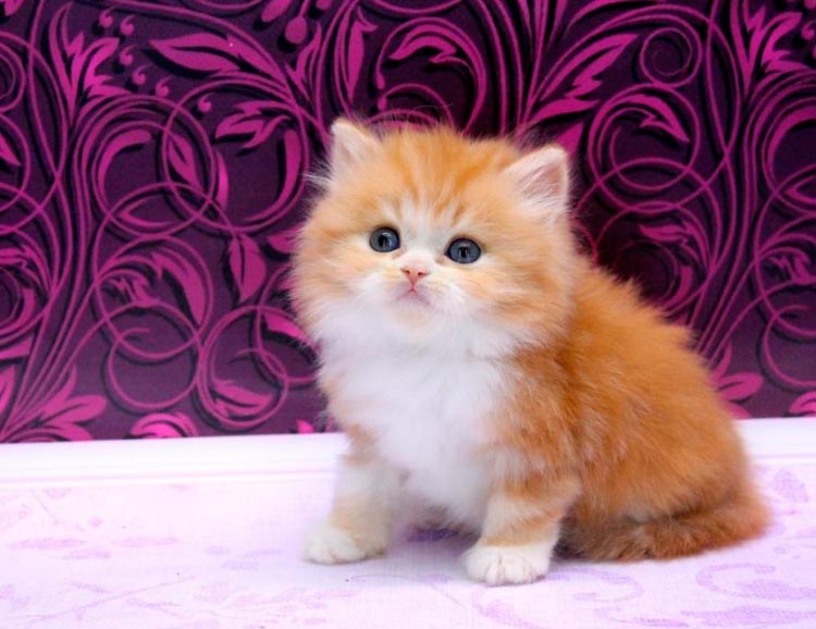 Chaton Highland Straight