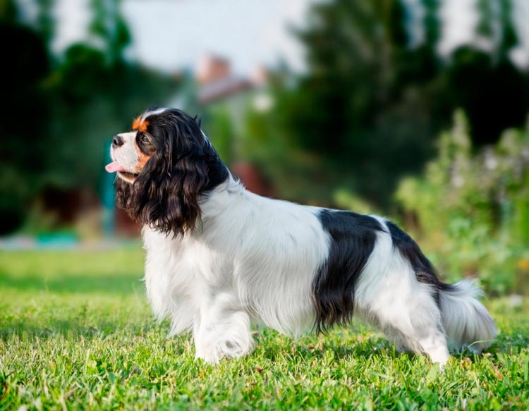 Cavalier King Charles Spaniel Tricolore