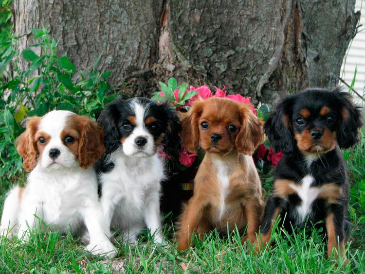 chiots Cavalier King Charles Spaniel