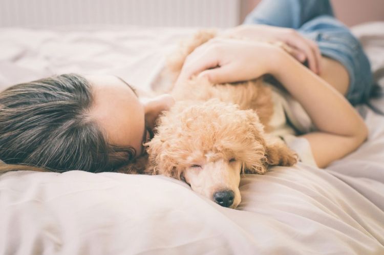 Une fille dort dans un lit avec un caniche