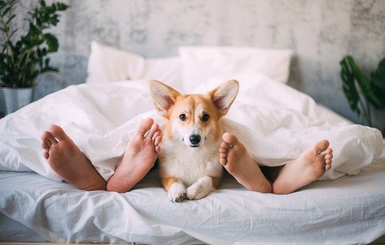 Le corgi dort dans le lit de ses maîtres