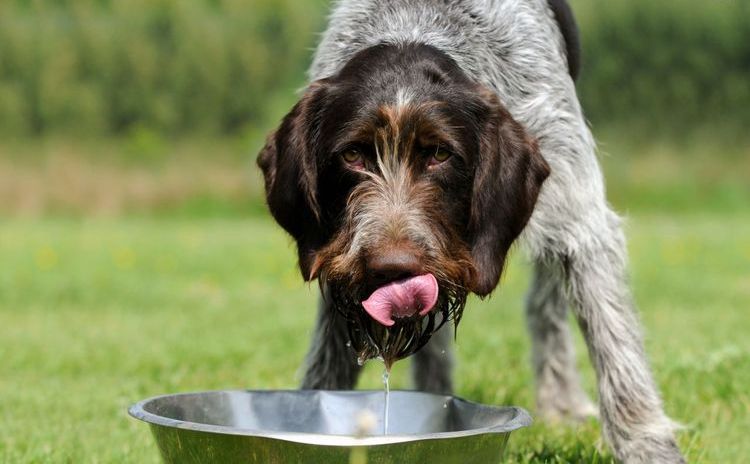 Le chien boit de l'eau