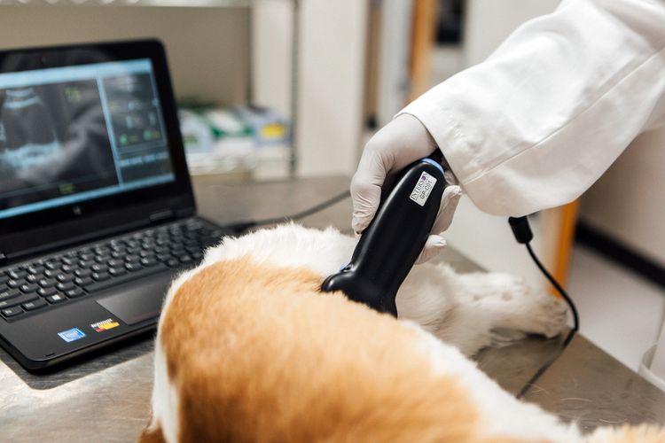 Échographie pour chien