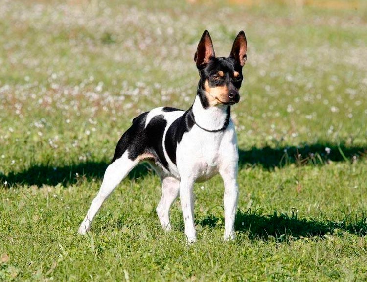 race de ratier valencien