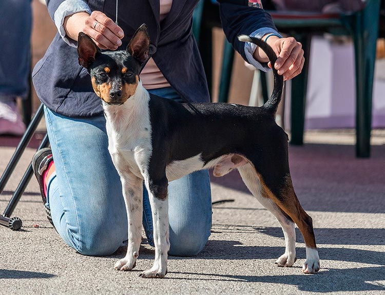 Chien de ratier valencien