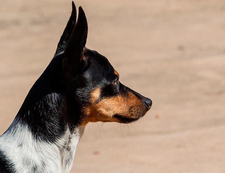évaluateur valencien