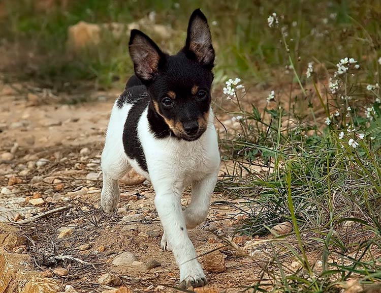 Chiot de ratier valencien