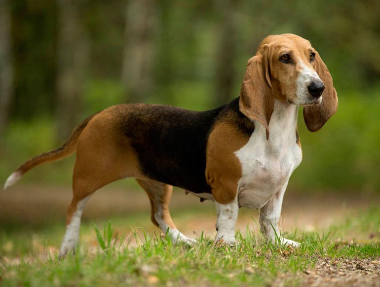 Norme Artésienne-Norman Basset