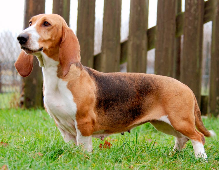 Basset Hound Artesian Normand
