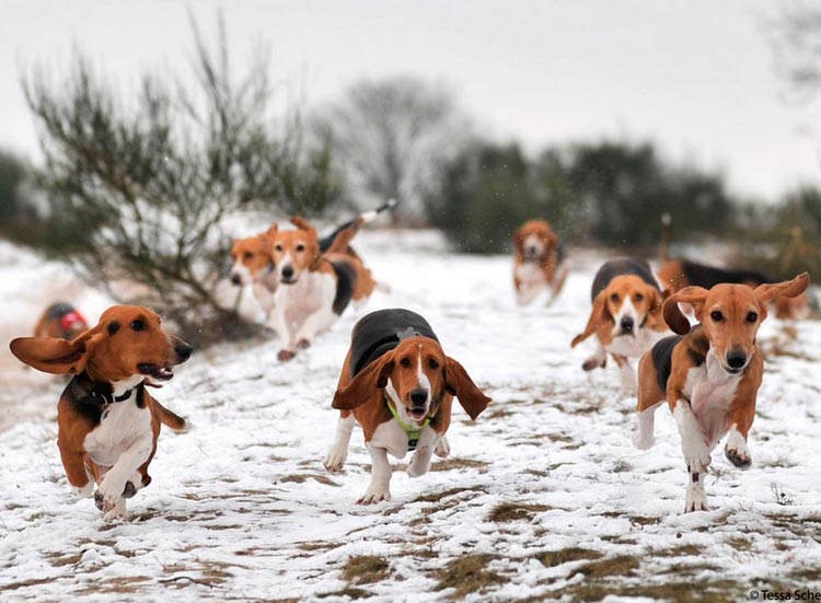 Chasse aux basset hounds