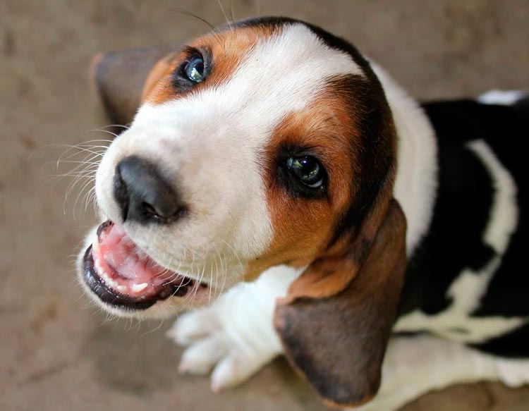 Chiot Basset Artésien Normand