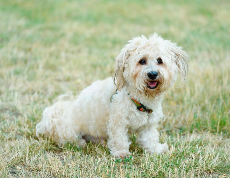 race de chien bolonaise