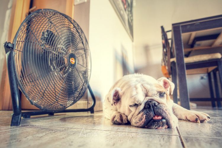 Le chien dort sous le ventilateur