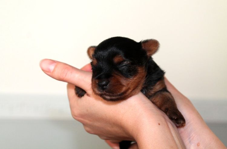 Examen d'un chiot nouveau-né