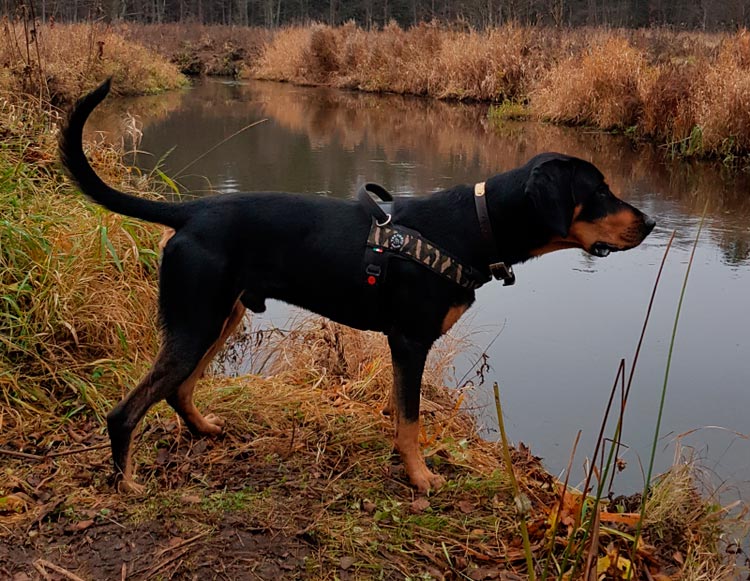 Chien courant lituanien à la chasse
