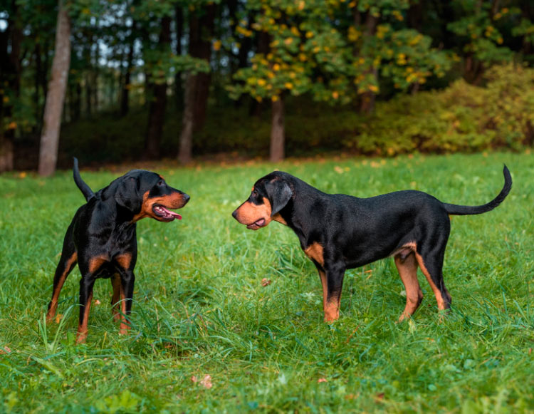 deux chiens de chasse lituaniens