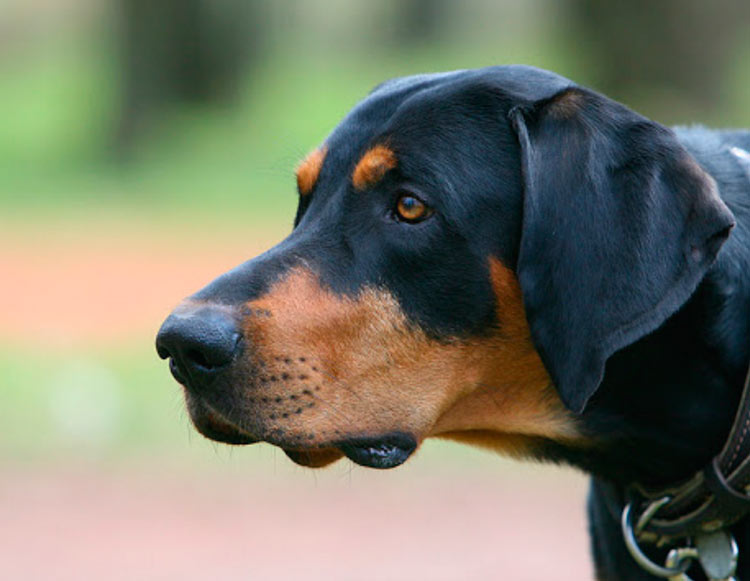 Photo de lévrier lituanien