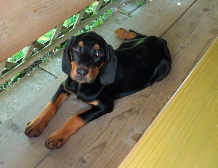 Chiot lévrier lituanien