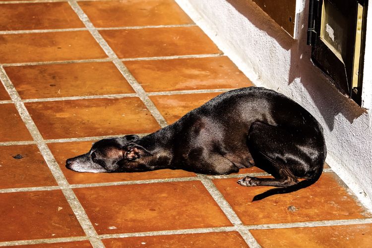 Le chien a très chaud