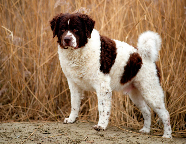 Wetterhoun (épagneul d'eau néerlandais)
