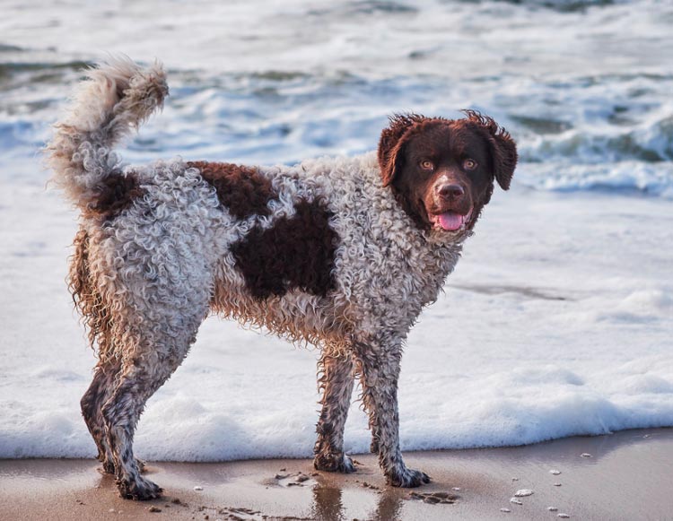 Épagneul d'eau néerlandais