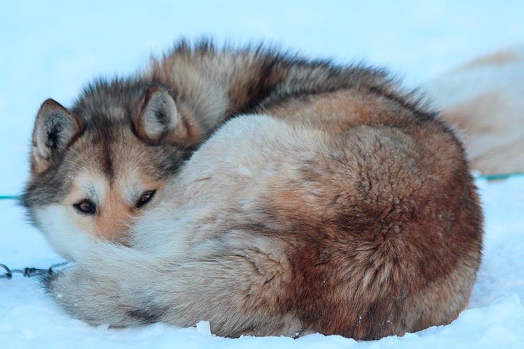 Un chien de traîneau tchouktche dort dans la neige.
