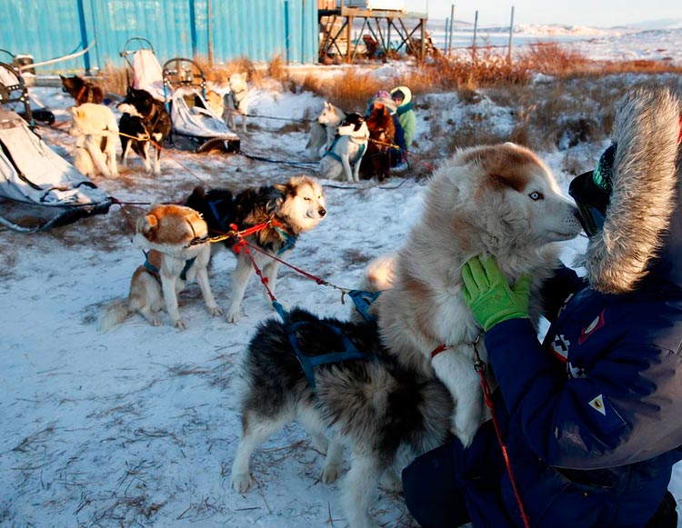 Chiens de traîneau tchouktches à l'école des mushers