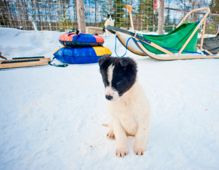 Chiot de chien de traîneau tchouktche