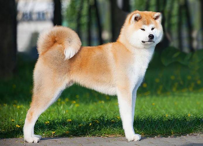 la plus ancienne race de chien au monde 10 Akita Inu